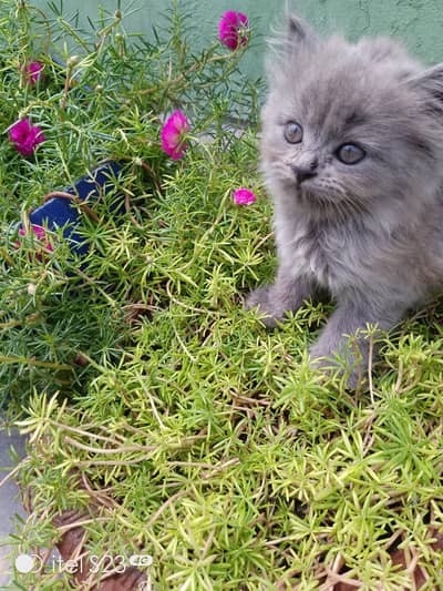 grey color cute kittens available