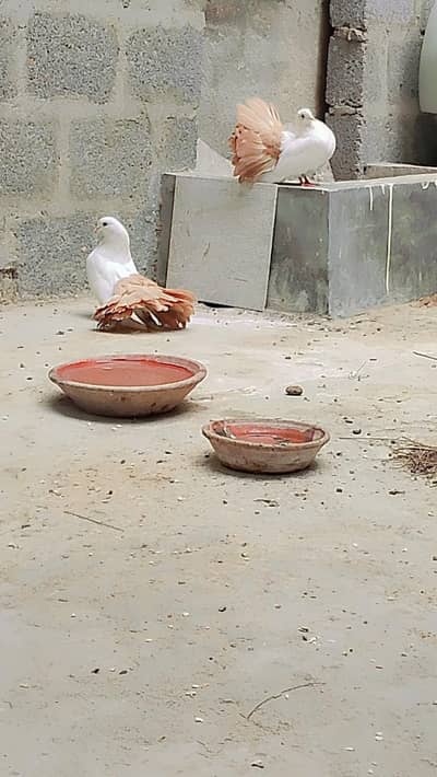 Yellow Tail Laka Breeder Pair