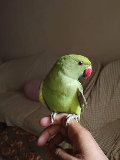 green parrot female
