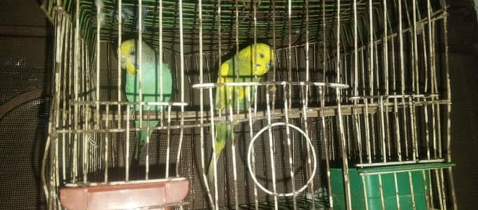 yellow male and blue female