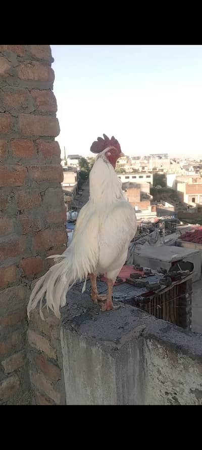 high quality bengum aseel what's03408950491