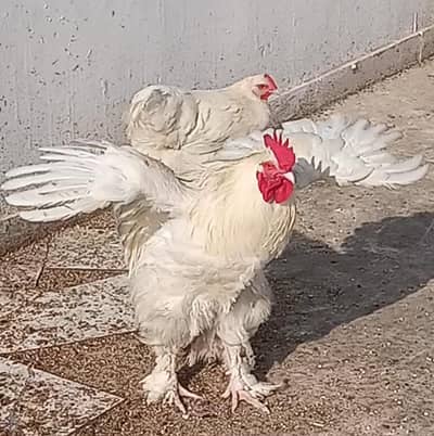 white heavy Buff Cochin pair