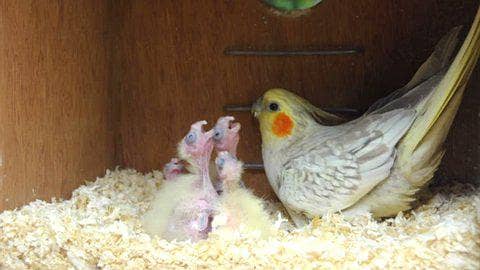 cockatiel chicks