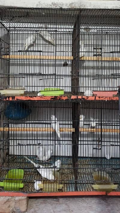 Hogoromo White  ready to first bread pair totel 4pair ha