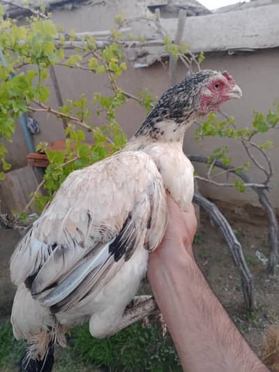 5 male chicks 1 female