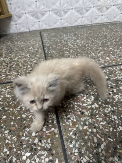 Pure persian female cat