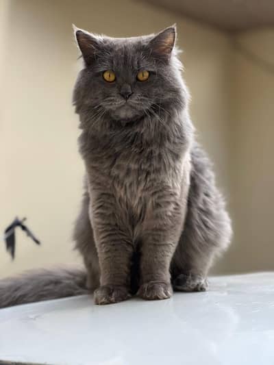 Grey Persian Long Coat Male Cat for Sale – Vaccinated & Healthy