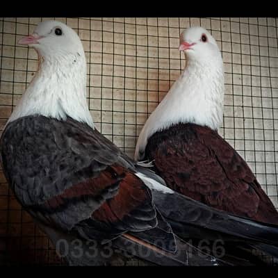 KARBALAI SHERAZI BREEDER PAIRS