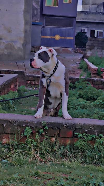 American Bull dog/ American Bully/ Bully Kutta/ High-Quality Bully dog
