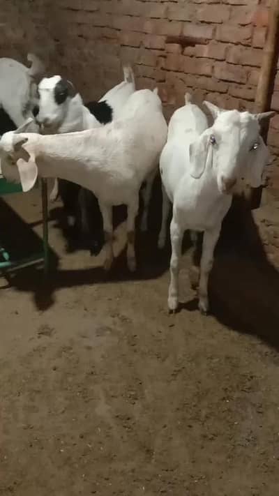 Qurbani goats