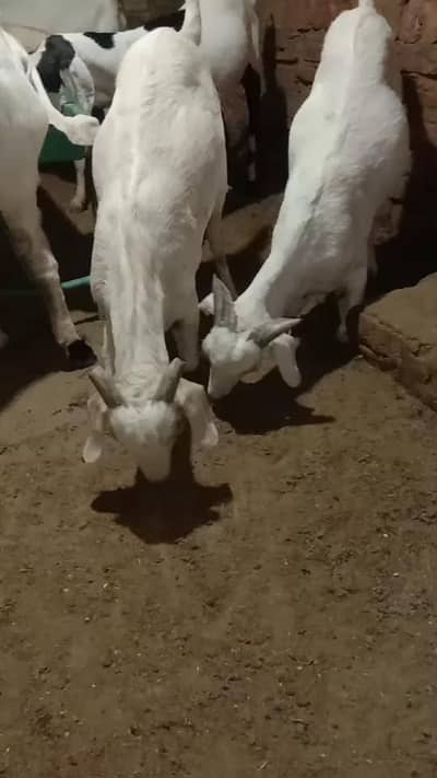Qurbani goats