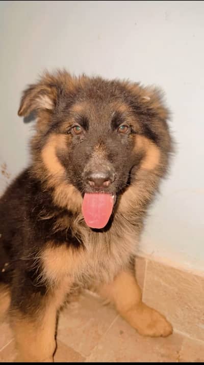 Premium Quality German Shepherd
