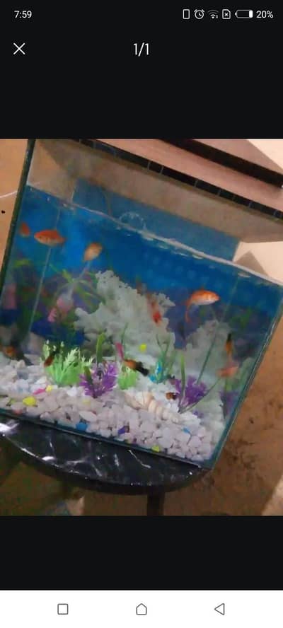 Urgent sell My Fish Aquarium