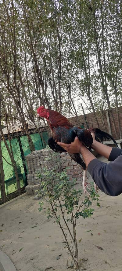 Lakha Aseel Patha High-quality Aseel