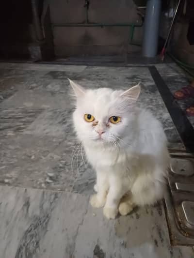 Persian cat for sale