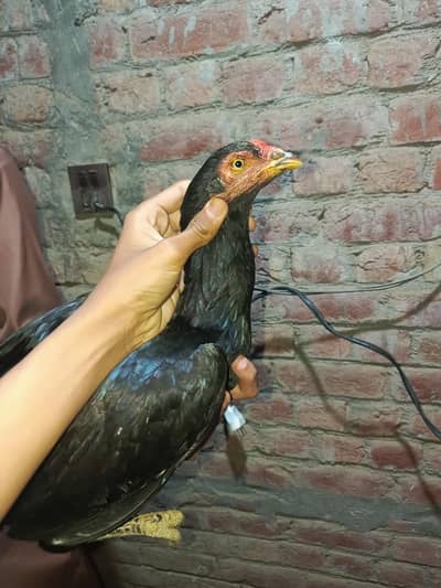 Pure Mianwali Mushki Madi for sale