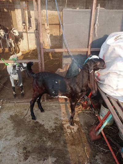 Pure black ambarsari