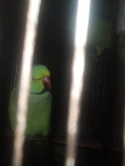 ye mia mithu bolta ha tota