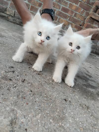 Persian Kitten | Punch Face | Male Kitten | Triple Coated Kitten