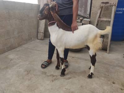 Bakra 4 dant hai  03188111838