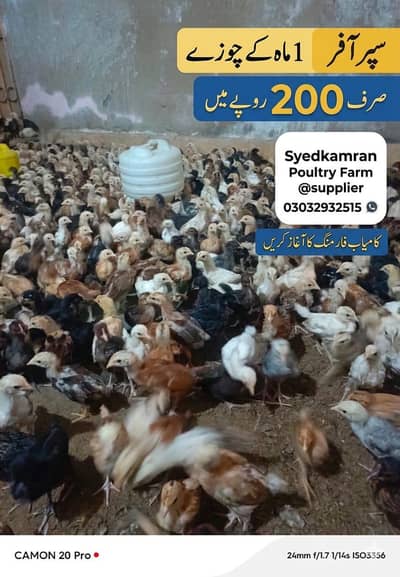 DAy old golden chick's/ eggs laying hens |/pathy pathiya