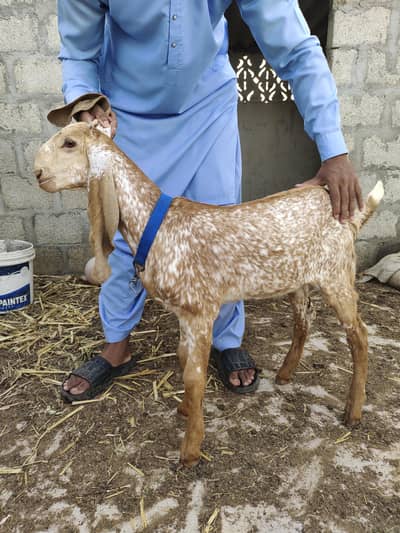 makhi cheeni bakri