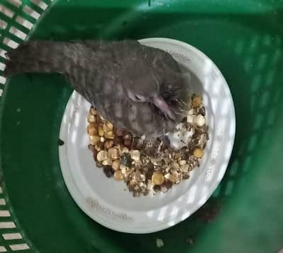 dove urgent for sale