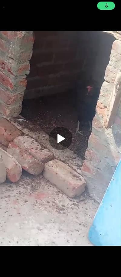 Desi murgiya for saleee