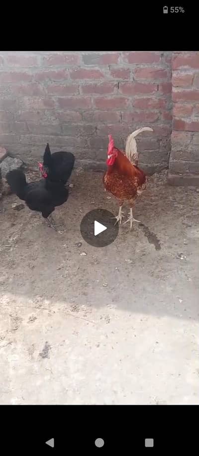 Desi murgiya for saleee