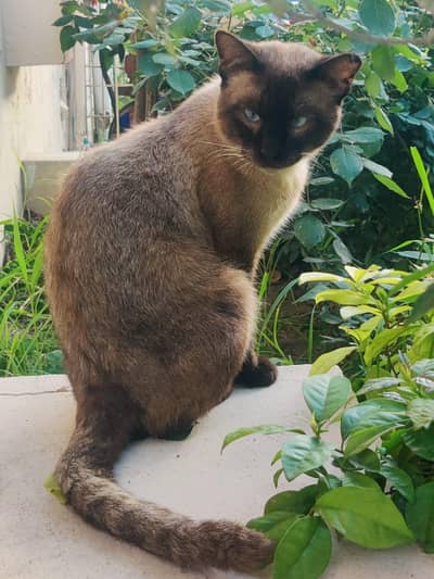 Beautiful Siamese Cat for Sale