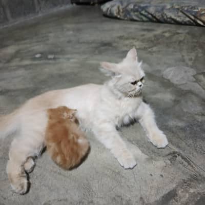 Pure Persian Cat with Cute Kittens for Sale – Healthy & Fluffy