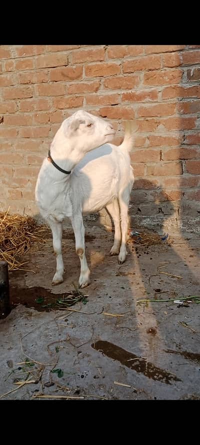 Beautiful teddy female gulabi mix