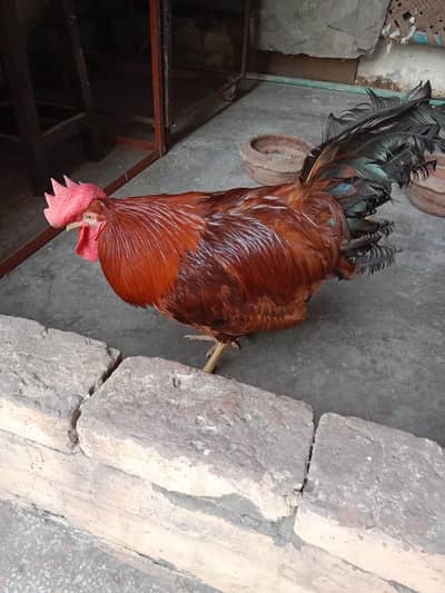 desi murga . 03330031118 Whatsapp me if you are interested