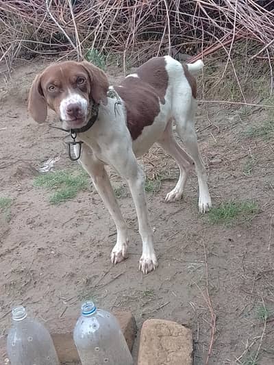 English pointer female for sale