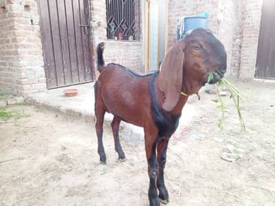 Niagara breeder bakra