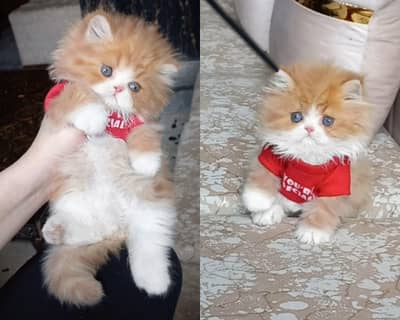 Persian kitten top Quality