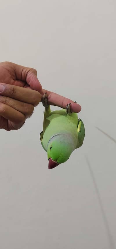 Talking and FULLY Tamed Parrot Zero bite