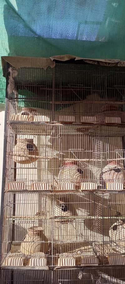 12 Portion Bird Breeding Cage for Sale – Strong & Spacious