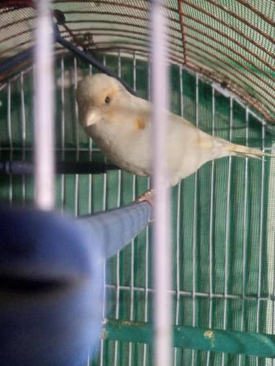 Beautiful carary with cage