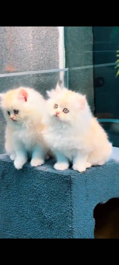 Cat Persian Persian kittens Blue eyes long hair 03/40\58/786\97}⁠:⁠‑⁠)