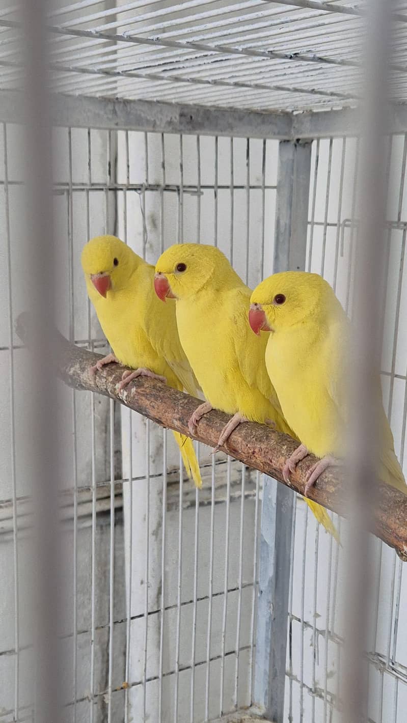 Yellow Ringneck Chicks Pathay & Boxes 0
