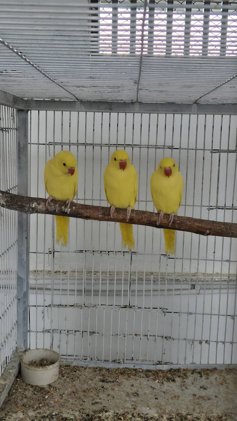 Yellow Ringneck Chicks Pathay & Boxes 1
