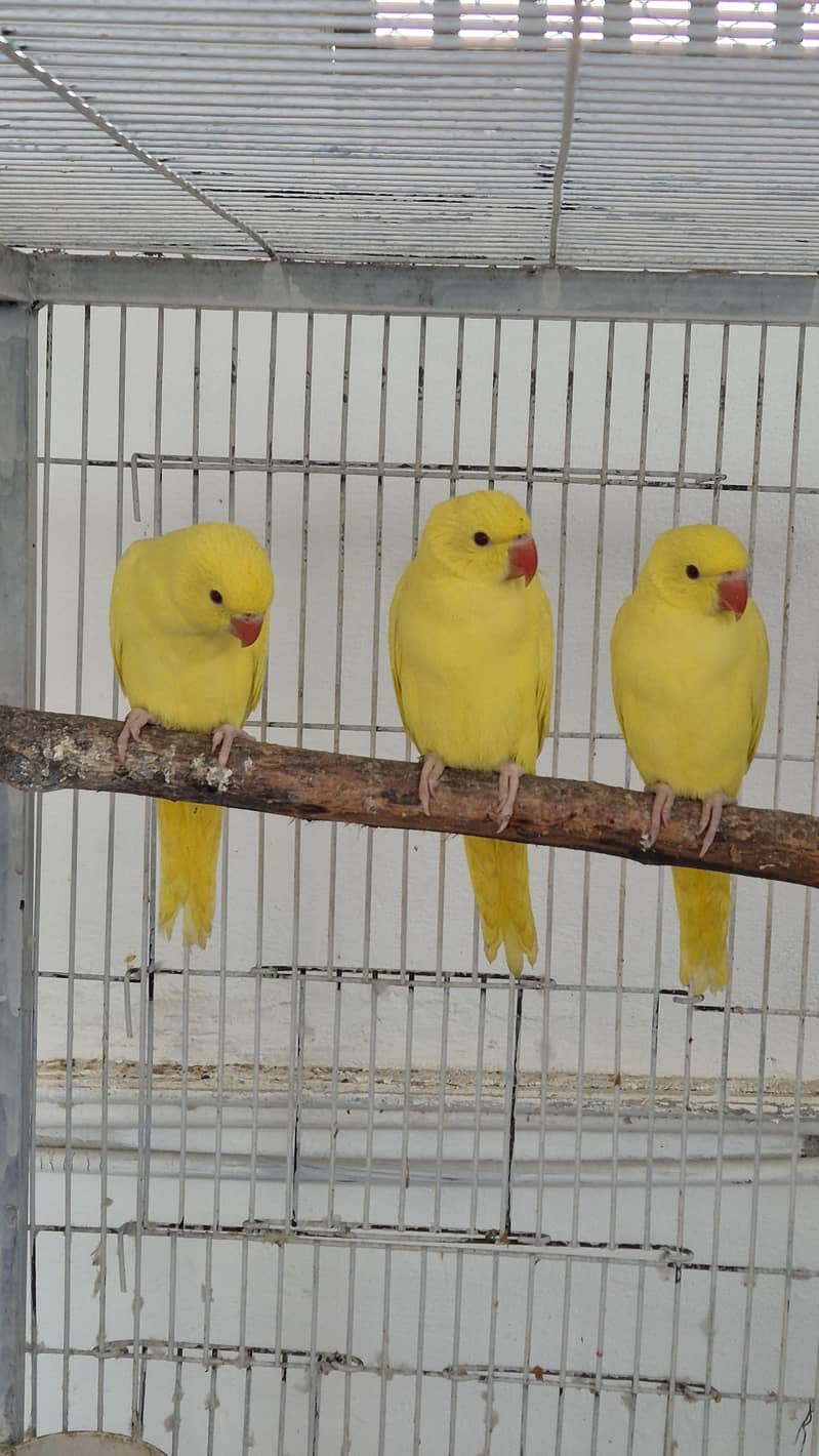 Yellow Ringneck Chicks Pathay & Boxes 2