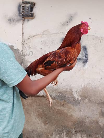 Desi Murgha Murghi | Desi Male Female | Egg Laying