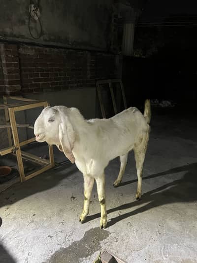 Fresh 2 dant rajanpuri