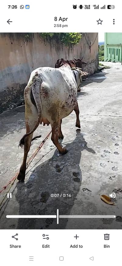 چولستانی ویڑی آپنے گھر کی پلی ہوہی دس سے پندرہ دن میں ڈلیور کرے گی