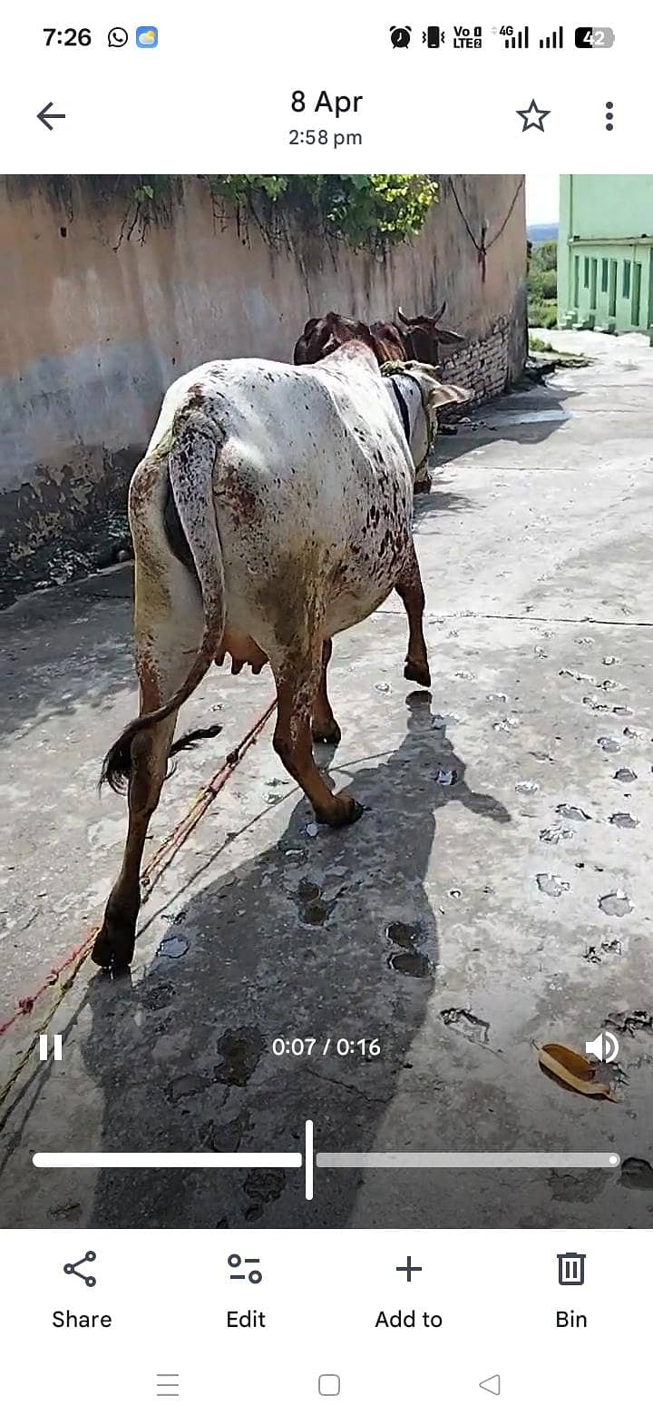 چولستانی ویڑی آپنے گھر کی پلی ہوہی دس سے پندرہ دن میں ڈلیور کرے گی 0