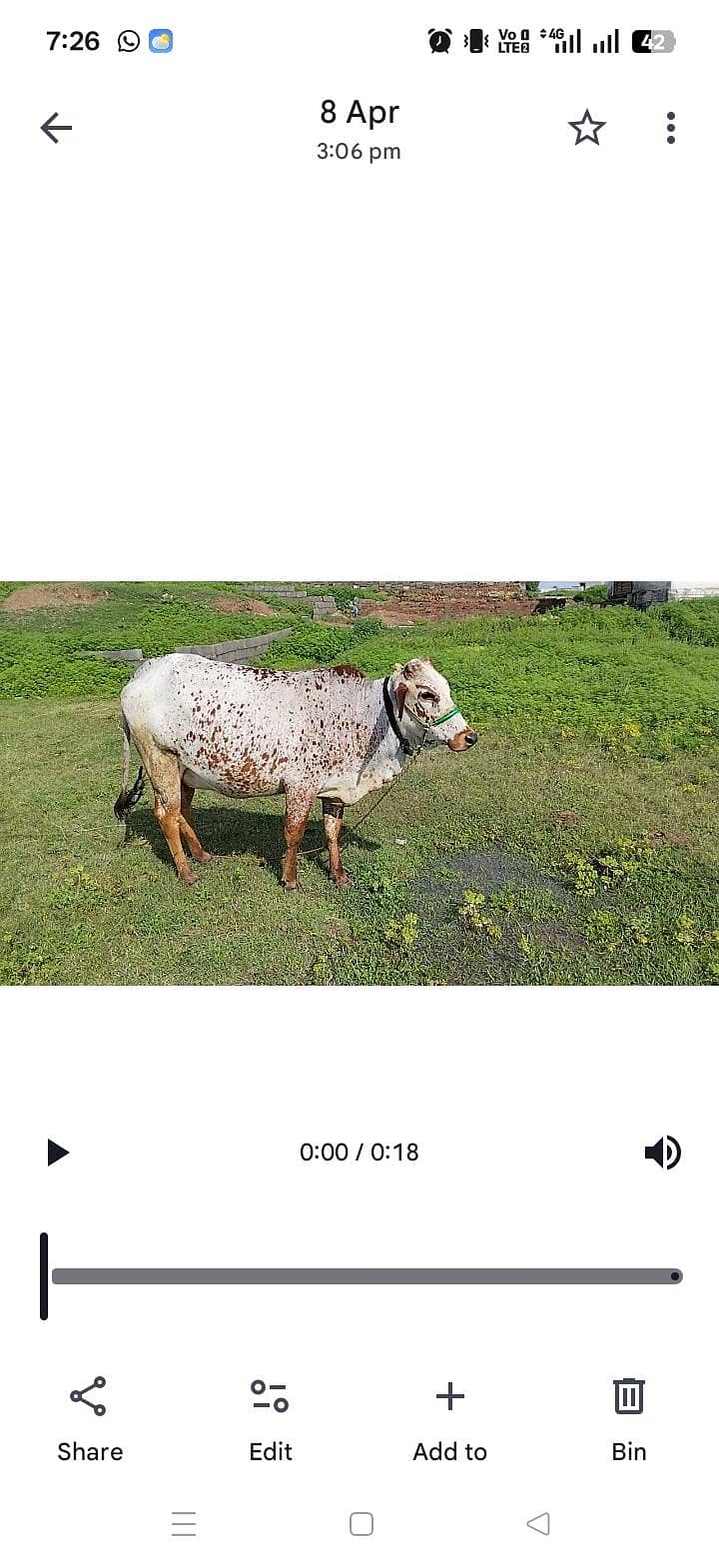 چولستانی ویڑی آپنے گھر کی پلی ہوہی دس سے پندرہ دن میں ڈلیور کرے گی 1