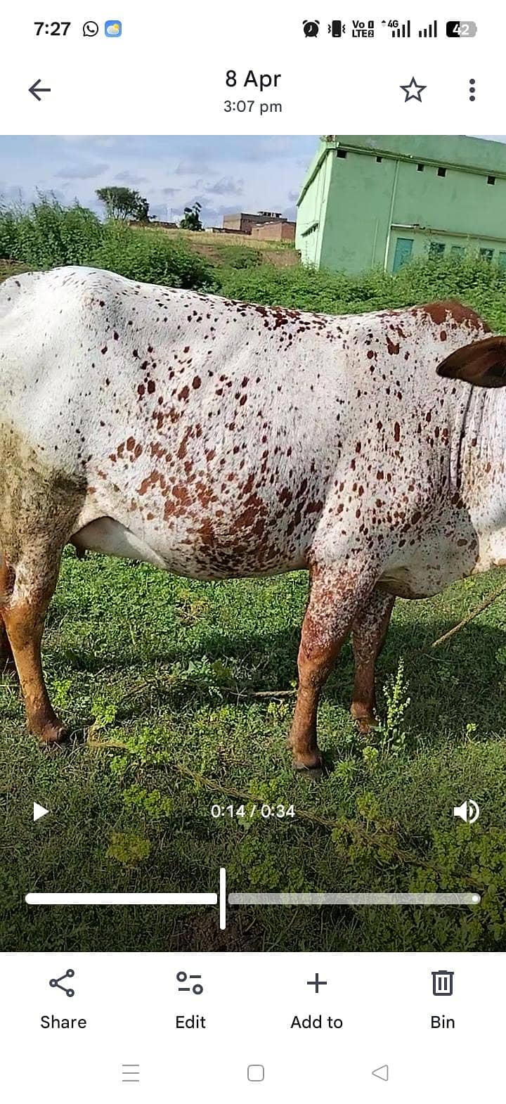 چولستانی ویڑی آپنے گھر کی پلی ہوہی دس سے پندرہ دن میں ڈلیور کرے گی 2