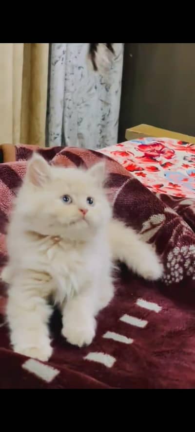 Cat Persian Persian kittens Blue eyes long hair 03/40\58/786\97;⁠)